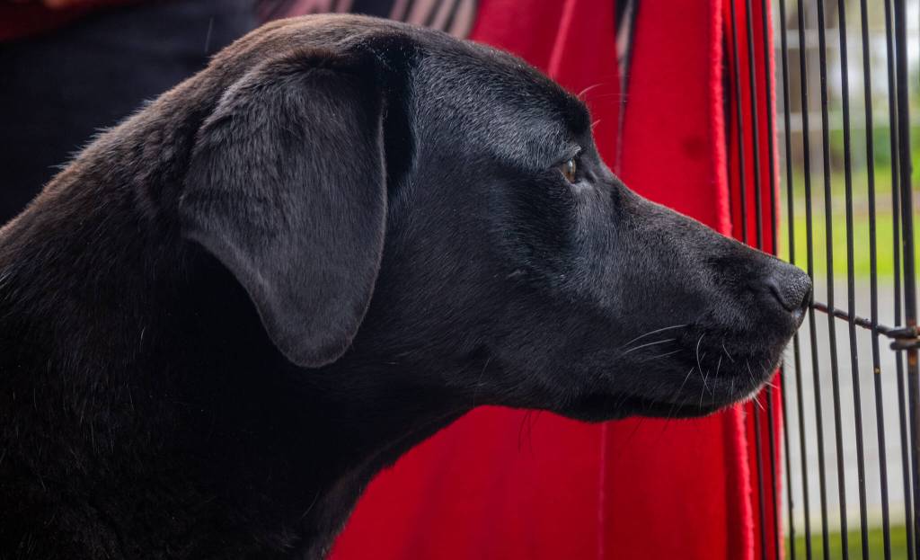 ZZ, or Zelenskyy, watches another dog walk by from his recovery porch at WAG (Welfare for Animals Guild) in Sequim. Joy Brown of WAG says that the energetic canine loves his walks and is beginning to be leash-trained. Sequim Gazette photo by Emily Matthiessen