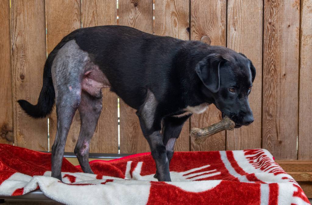 Zelenskyy the dog scoops up a toy at WAG (Welfare for Animals Guild), where he is being cared for as he heals from "horrific" injuries. Staff said that because his toenails were all ripped off and his feet were so sore, he couldn't hold toys at first, but now he is recovering and expected to be adopted in six to eight weeks. Sequim Gazette photo by Emily Matthiessen