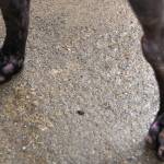 A close-up of the back feet of Zelenskyy, a lab/husky mix who suffered the ordeal of being dragged from a flatbed trailer, ripping off skin and toenails, before being taken the a veterinarian, surrendered by his previous owners and then fostered by the volunteers and staff of WAG, where he is making an "amazing" recovery. Sequim Gazette photo by Emily Matthiessen