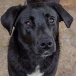 Zelenskyy came to WAG without training, but (maybe because of the black lab in him) he responds well to treats and is beginning to learn dog manners, and has a very friendly and engaging personality, according to staff and volunteers. 
Sequim Gazette photo by Emily Matthiessen