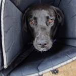 Zelenskyy, a young lab/husky mix, survived the terrible ordeal of falling off a flatbed trailer he was chained to and being dragged along and is now healing at WAG in Sequim. He has to wear a cone when alone so that he wont worry at the wounds all over his body. Sequim Gazette photo by Emily Matthiessen