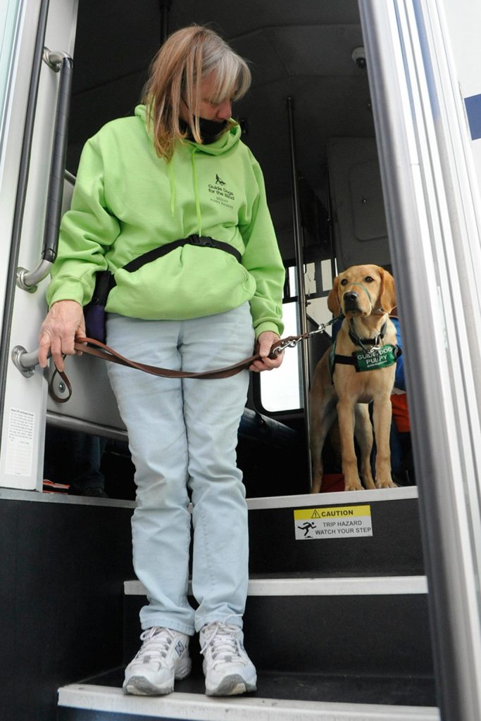 Sequim Gazette photo by Matthew Nash
Kandi Whitley encourages Leora the dog to come down the stairs of a Paratransit bus. Whitley initially considered getting a dog to help alert her to low blood sugars but felt led to help train a dog with her husband and help a visually impaired person.