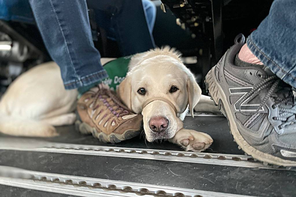 Sequim Gazette photo by Matthew Nash/ Vespa the dog takes a moment to rest on a Paratransit bus ride during a training exercise for fellow puppies with Guide Dogs for the Blind.