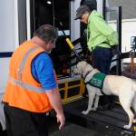 Sequim Gazette photo by Matthew Nash
Paratransit driver Jim Paradis helps Deb Coxs Vespa the dog go up the bus ramp on April 14 during the Sequim Puppy Raisers meeting for Guide Dogs for the Blind.