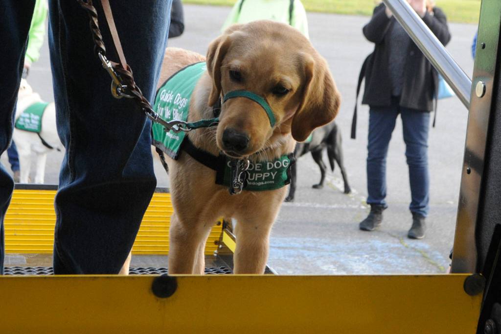 Sequim Gazette photo by Matthew Nash/ Leora the dog makes her first trip up a Paratransit bus ramp on April 14. The experience was part of the local Guide Dogs for the Blind groups efforts to acclimate puppies to routines their future owners may do.