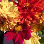 Dahlias enjoy some Sequim sunshine at the Sequim Botanical Garden. Photo by Renne Emiko Brock