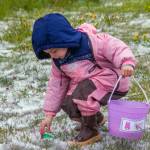 Sequim Gazette photo by Emily Matthiessen
Three-year-old Mahaylee Kish finds a green egg in the snow at the Pumpkin Patch Saturday, April 16. Co-hosted by KSQM 91.5 FM, the hunt has a much smaller turnout than normal, due to a storm. See more photos of local Easter egg hunts on A-11.