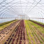 The interior of one of Chis Farms greenhouses shows salad greens in mid-stage growth, arranged in colorful rows following the visual aesthetic of owner Scott Chichester. Sequim Gazette photo by Emily Matthiessen
