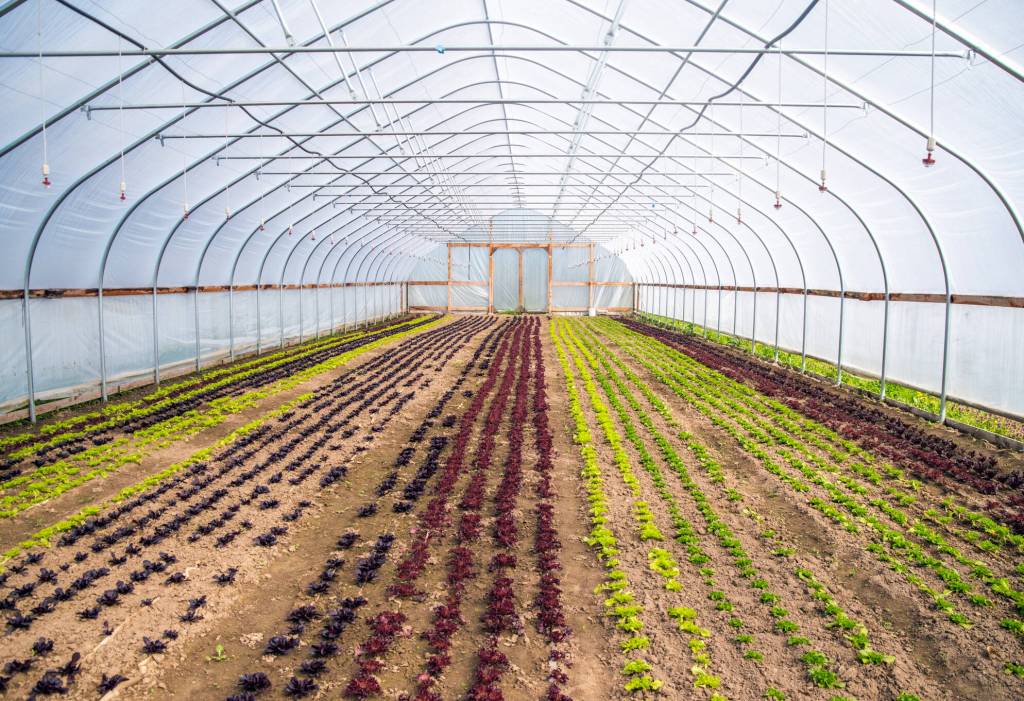 The interior of one of Chis Farms greenhouses shows salad greens in mid-stage growth, arranged in colorful rows following the visual aesthetic of owner Scott Chichester. Sequim Gazette photo by Emily Matthiessen