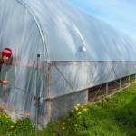 Scott Chichester of Chis Farm demonstrates the adjustable nature of his greenhouses. Here he rolls up the bottom portion of thick plastic to let air circulate on the salad greens and purples inside. Sequim Gazette photo by Emily Matthiessen