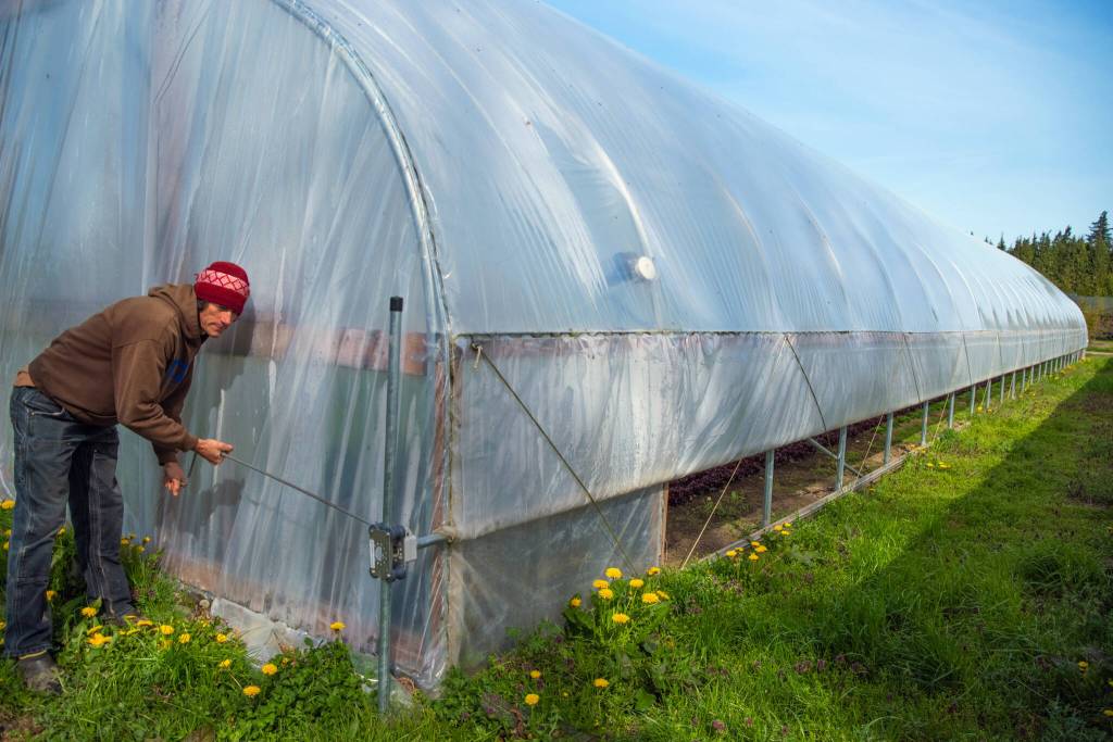 Scott Chichester of Chis Farm demonstrates the adjustable nature of his greenhouses. Here he rolls up the bottom portion of thick plastic to let air circulate on the salad greens and purples inside. Sequim Gazette photo by Emily Matthiessen