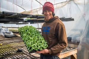 Scott Chichester of Chis Farm, holds a tray of cucumber starts, In recent years Ive become a fan of cucumber. Its a fantastic plant to grow, vigorous and prolific. Once the the season is right, they grow so fast. Their giant leaves are good solar collectors, he says. Sequim Gazette photo by Emily Matthiessen
