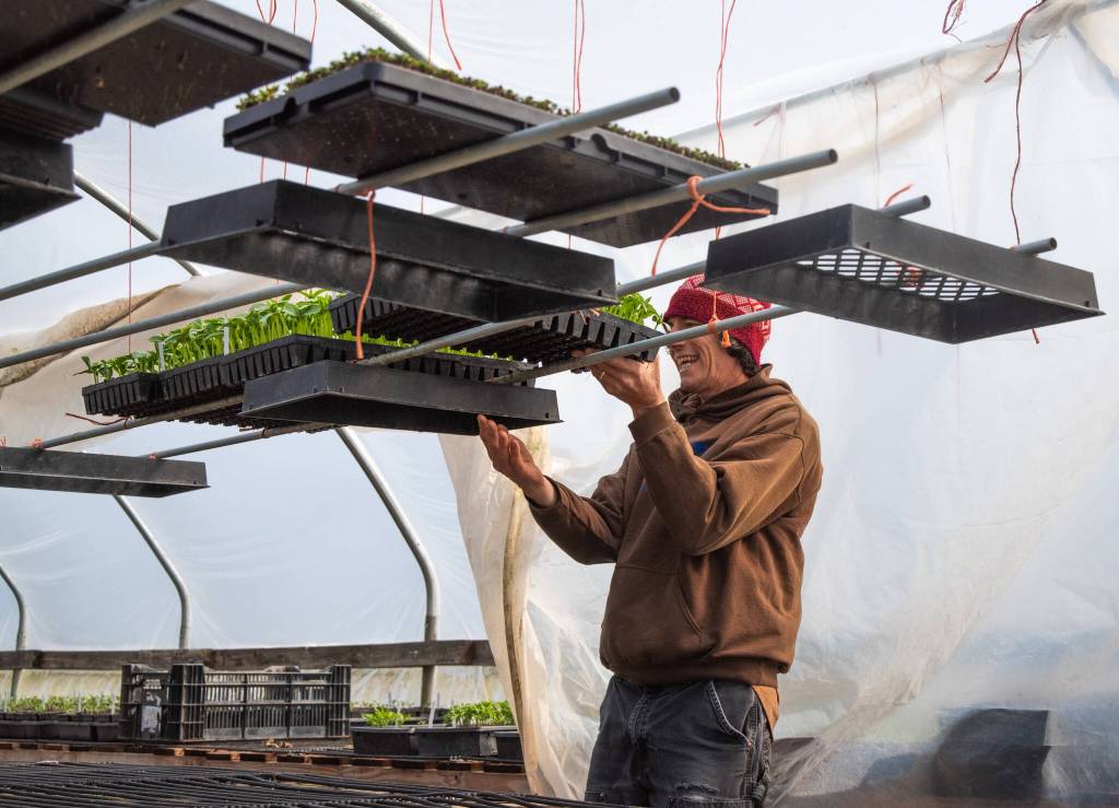 Scott Chichester of Chi's Farm checks a tray of cucumber starts in one of his greenhouses on 142 Towne Road. These cucumbers are started inside the greenhouse in the cooler weather and planted out in the field when the conditions outside are ideal. "In recent years I’ve become a fan of cucumber. It's a fantastic plant to grow, vigorous and prolific. Once the the season is right, they grow so fast. Their giant leaves are good solar collectors," he says. Sequim Gazette photo by Emily Matthiessen