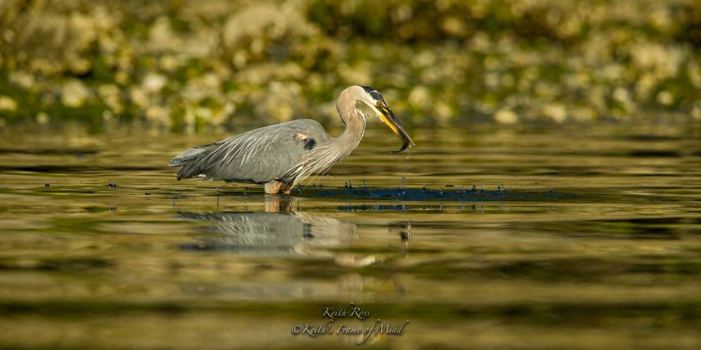 Sequim Museum & Arts, 544 N. Sequim Ave., features the photography of Keith Ross of Keiths Frame of Mind, during the First Friday Art Walk on May 6. Photo by Keith Ross