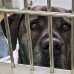 Photo courtesy of Olympic Peninsula Humane Society
The Olympic Peninsula Humane Society has seen an increase in the past five weeks, OPHS officials said, all of them young dogs born during the COVID pandemic and most with behavioral problems.