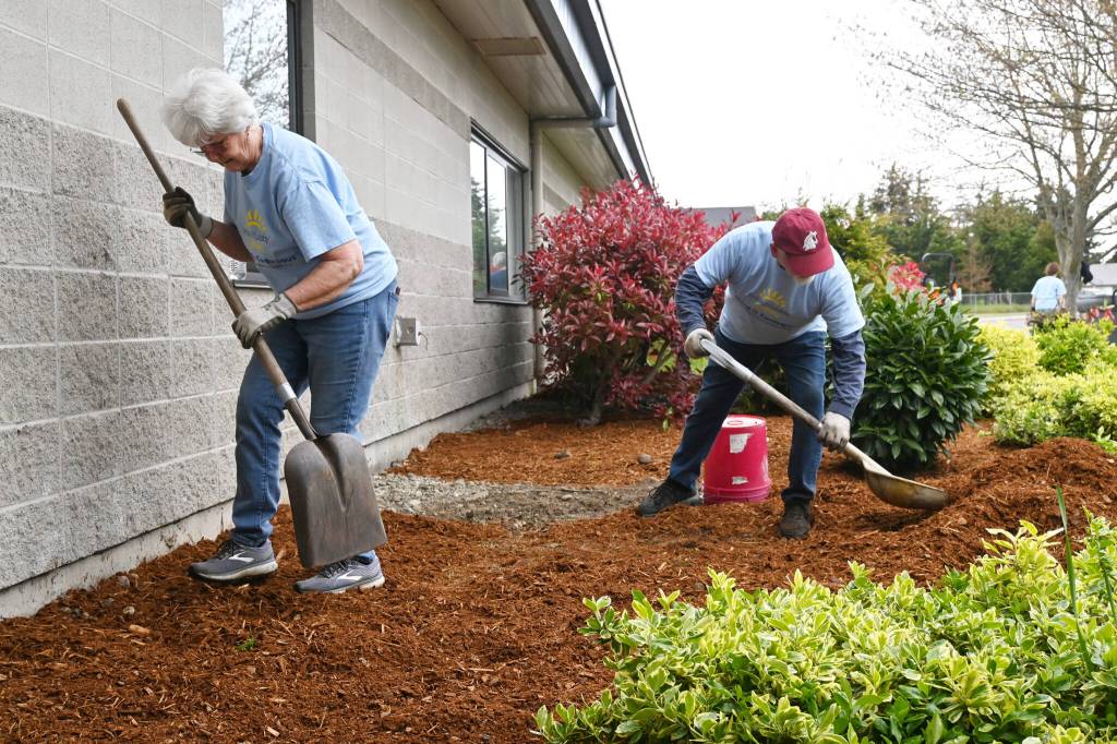 Sequim Community Church members freshen up the landscaping at Greywolf Elementary School during the multi-church Beautiful Day beautification efforts on April 30. Sequim Gazette photo by Michael Dashiell