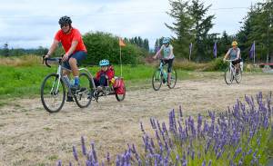 From left, Greg Roe and family  children Andrew, 5, and Charlotee, 11, with wife Bridget McKay  enjoy the Tour de Lavender Fun Ride in 2021. The group was enjoying a day trip from the Lake Stevens area. Sequim Gazette file photo by Michael Dashiell