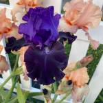 Join iris expert Ross Rusty BeVier for the Clallam County Master Gardeners Green Thumb Gardening Tips Zoom presentation, Types of Iris and Their Propagation on May 12. Photo by Ross BeVier