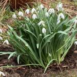 Snow drops make the list of spring bloomer favorites for local Master Gardeners. Photo by Sandy Cortez