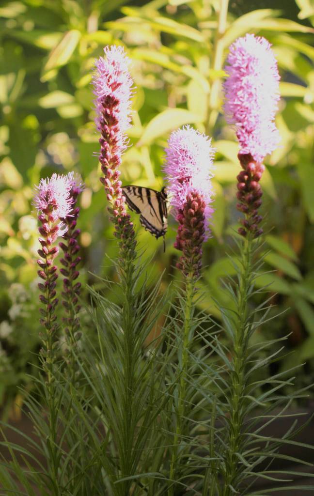 Photos by Sandy Cortez
Liatris flowers are a favorite summer/fall bloomer of local Master Gardeners.