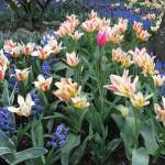 Photos by Amanda Rosenberg
Giving your spring bulbs some tender loving care can help them flourish in subsequent years.