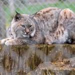Acona the bobcat rests on a large stump at the Olympic Game Farm. Sequim Gazette photo by Emily Matthiessen