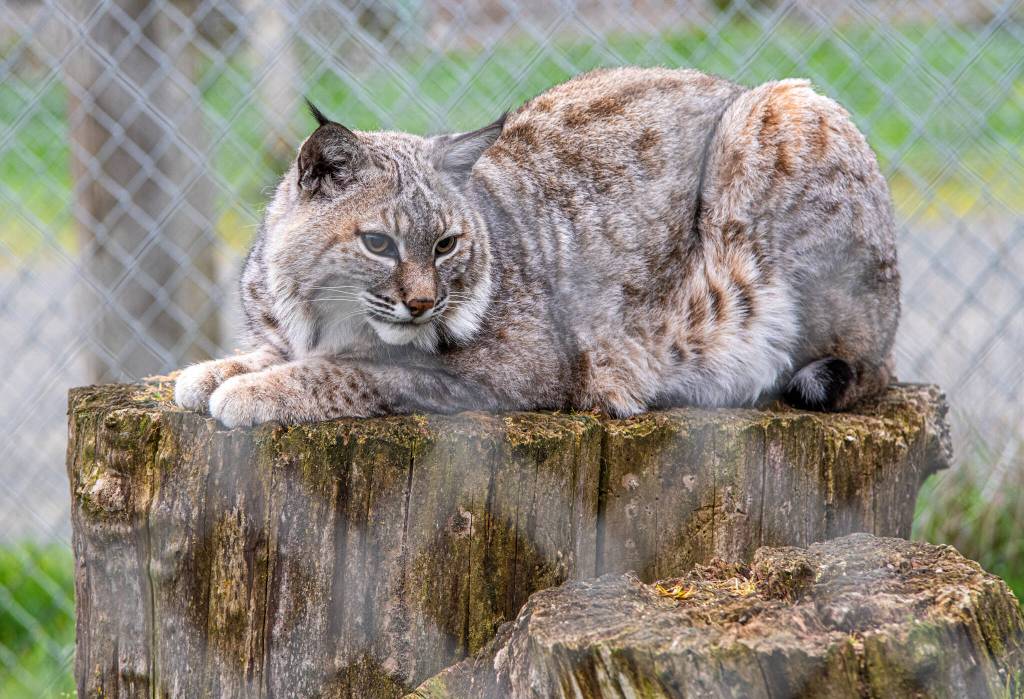 Acona the bobcat rests on a large stump at the Olympic Game Farm. Sequim Gazette photo by Emily Matthiessen