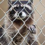 Bandit and Malia, ten-year-old raccoon sisters, were found on the side of a road with their mother who had been killed by a car, when they were kits. Now they have side by side dens that they sometimes share and a large enclosure at the Olympic Game Farm in Sequim. Sequim Gazette photo by Emily Matthiessen