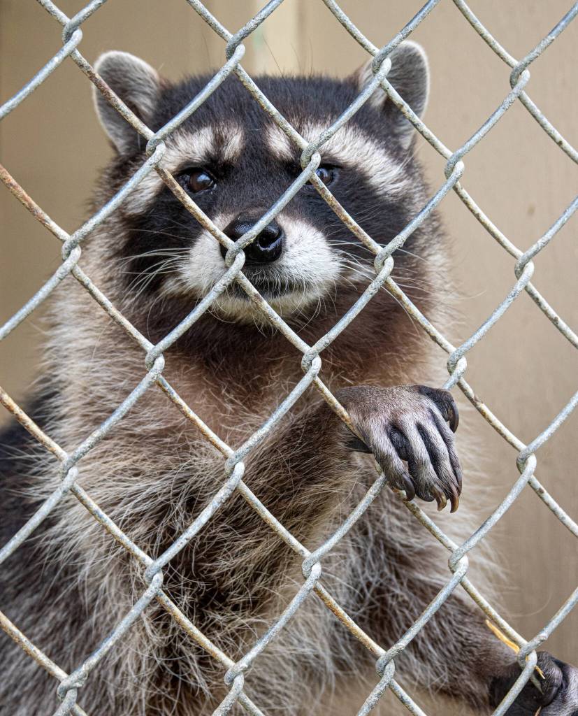 Bandit and Malia, ten-year-old raccoon sisters, were found on the side of a road with their mother who had been killed by a car, when they were kits. Now they have side by side dens that they sometimes share and a large enclosure at the Olympic Game Farm in Sequim. Sequim Gazette photo by Emily Matthiessen