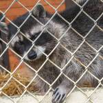 Sequim Gazette photo by Emily Matthiessen
Bandit and Malia, 10-year-old raccoon sisters, were found with their mother who had been killed by a car when they were kits. Now they have side-by-side dens that they sometimes share and a large enclosure at the Olympic Game Farm in Sequim.