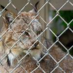 Purrsia the Lynx is very soft, according to Robert Beebee of the Olympic Game Farm. She had to be rehomed from a private individual. Purrsia came to the fence to have her face scratched. Sequim Gazette photo by Emily Matthiessen