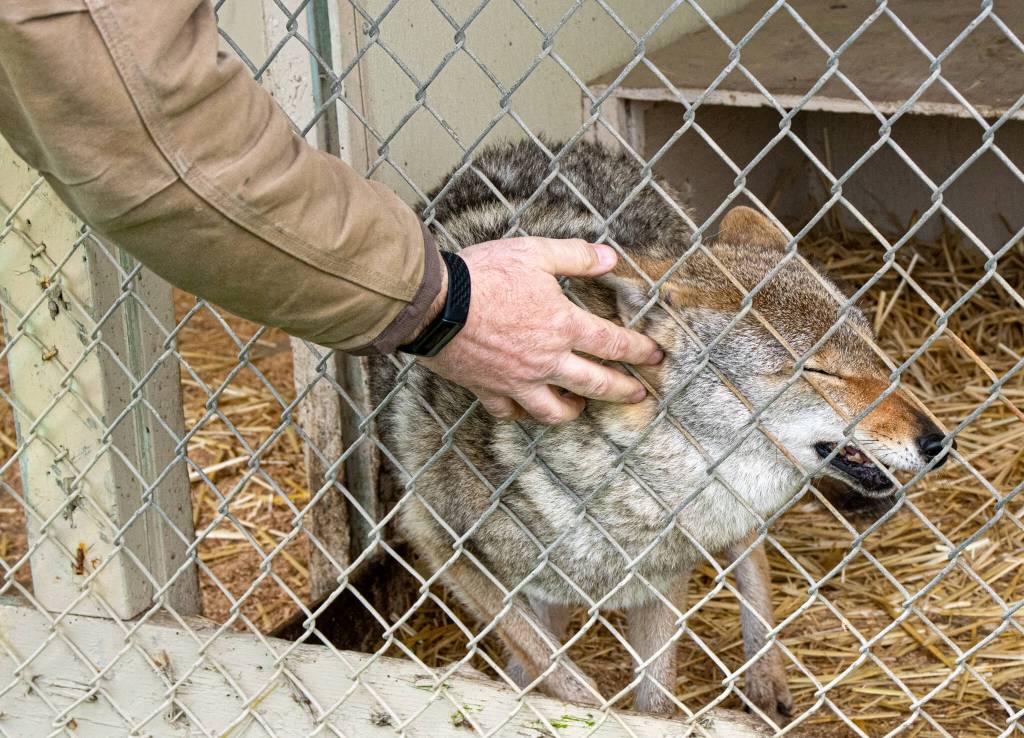 Koda the coyote came from Whidbey Island, where he used to be wild. Koda was befriended by a family, said Robert Beebee of the Olympic Game Farm. One day they missed him and went looking for him. They found him shot in the jaw. Kodas jaw reconstruction was performed by a veterinary hospital at Whidbey Island. Beebee said. He has made himself part of the wolf pack. He also likes to play hide and seek. Sequim Gazette photo by Emily Matthiessen