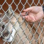 Solo the female cougar enjoys a neck scratch from Robert Beebee of the Olympic Game Farm. Sequim Gazette photo by Emily Matthiessen