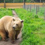 Bella is a Eurasian brown bear that was rehomed from a licensed facility in Oregon. Bella has adjusted well to her new home, said Beebee.