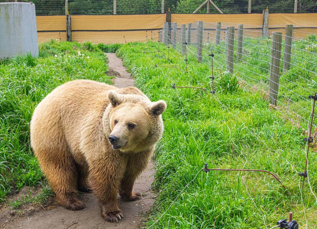 Bella is a Eurasian brown bear that was rehomed from a licensed facility in Oregon. Bella has adjusted well to her new home, said Beebee.