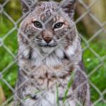 Sequim Gazette photo by Emily Matthiessen
Acona, a large bobcat, was rehomed from an illegal possession in Kitsap County, said Olympic Game Farm president Robert Beebee. He was overweight and placed on a diet upon his arrival, Beebe said.