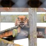 Sequim Gazette photo by Emily Matthiessen
Todd the male cougar settles down for a nap at Olympic Game Farm, a wildlife preserve in Sequim. He was rehomed from a licensed facility in Oregon.