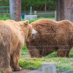 Fie, a 24-year-old Kodiak bear, talks to her sister and neighbor Fee. Sequim Gazette photo by Emily Matthiessen