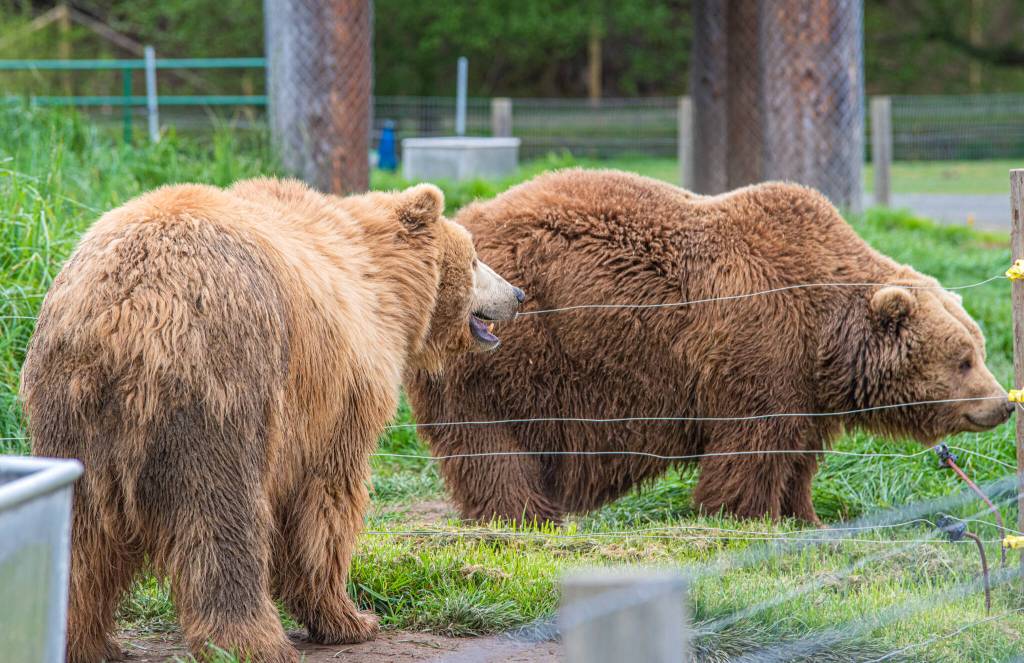 Fie, a 24-year-old Kodiak bear, talks to her sister and neighbor Fee. Sequim Gazette photo by Emily Matthiessen