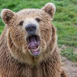 Yuri, 5-year-old brown bear, clowns around. Sequim Gazette by Emily Matthiessen