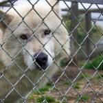 Seth, ten-years-old, and his littermate Sam, are two of the ten wolves who live at the Olympic Game Farm. Seth shares a home with Cocoa, age 12.