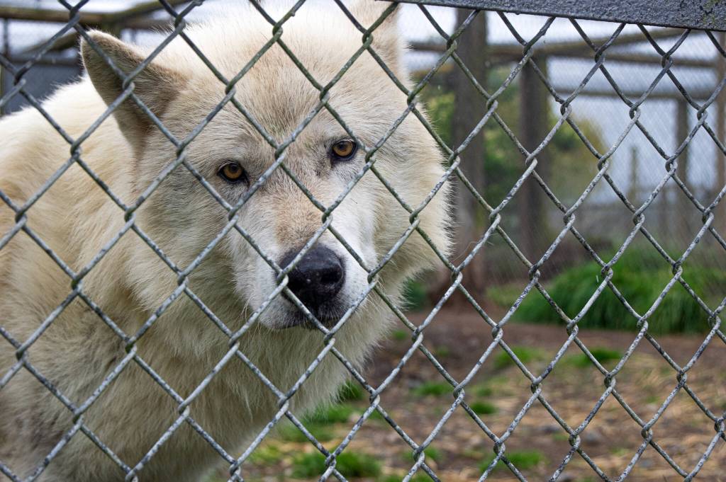 Seth, ten-years-old, and his littermate Sam, are two of the ten wolves who live at the Olympic Game Farm. Seth shares a home with Cocoa, age 12.
