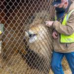 Sampson the lion enjoys a scratch from Robert Beebee, president of the Sequim Game Farm. Sampson is eight years old and loves watching people and observing their activities, according to Beebee. Sequim Gazette photos by Emily Matthiessen