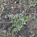 Submitted photo
Hotweed has delicate, compound leaves that grow in a small, flattened rosette (photo). It produces small white flowers that bloom in spring and produce seedpods.