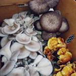 The team at Juan de Fuca Fungus say that whether it be nutty, sweet, juicy or creamy, each mushroom has its own distinctive flavor. Photo courtesy of Juan de Fuca Fungus