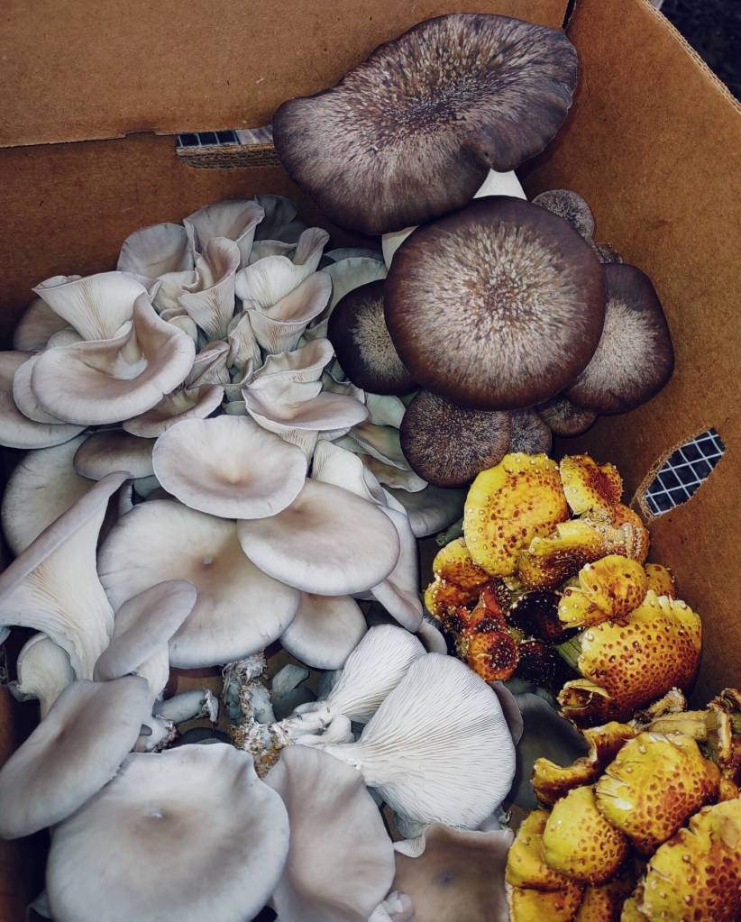 The team at Juan de Fuca Fungus say that whether it be nutty, sweet, juicy or creamy, each mushroom has its own distinctive flavor. Photo courtesy of Juan de Fuca Fungus