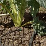 Photo by Sandy Cortez
A drip system at the Clallam County Master Gardeners from Woodcock Demonstration Garden helps hydrate plants.
