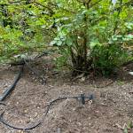 Photo by Sandy Cortez
A drip system at the Clallam County Master Gardeners from Woodcock Demonstration Garden helps hydrate plants.