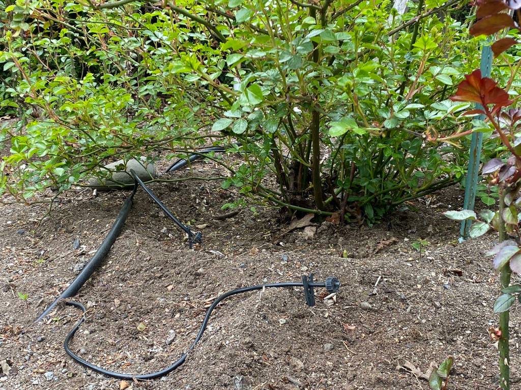 Photo by Sandy Cortez
A drip system at the Clallam County Master Gardeners from Woodcock Demonstration Garden helps hydrate plants.