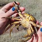 Photo courtesy Neil Harrington
In 2021, Jamestown SKlallam Tribe staff and department of Fish and Wildlife caught 16 invasive European green crab in Sequim Bay with plans to place up to 1,000 traps this year in Blyn.